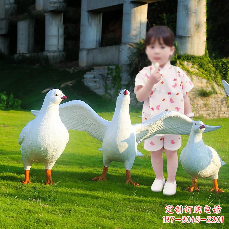 贵州和平鸽唤醒内心的宁静