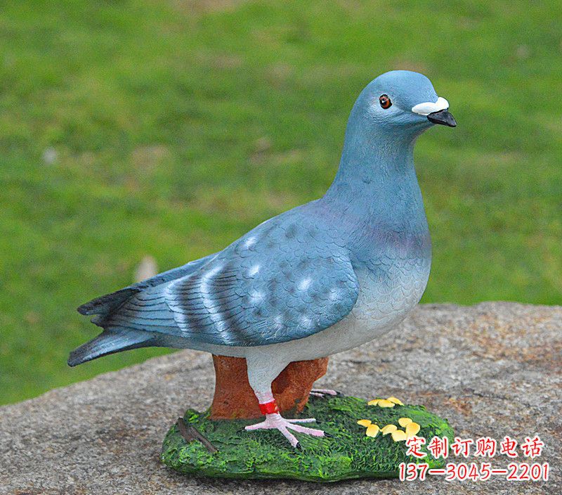 贵州和平鸽传承着永恒的爱