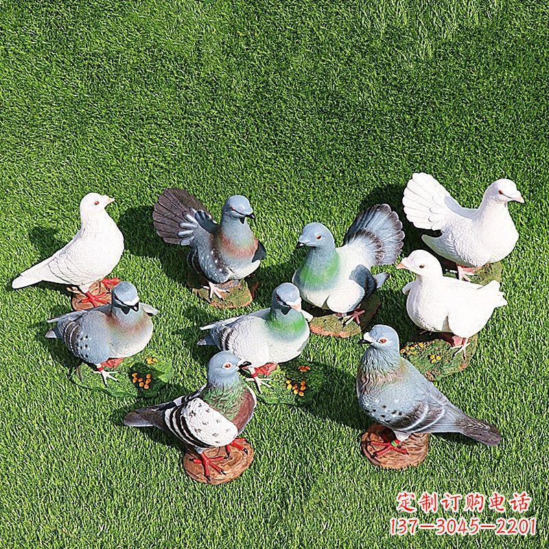 贵州和平鸽毕加索激发的美好灵感