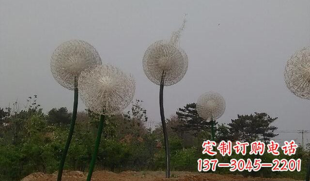 贵州蒲公英的绚丽多彩
