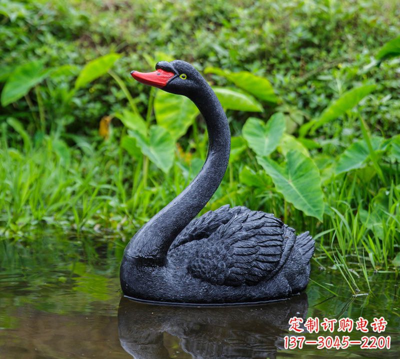 贵州黑天鹅婉约鱼尾,完美呈现园林水塘水景