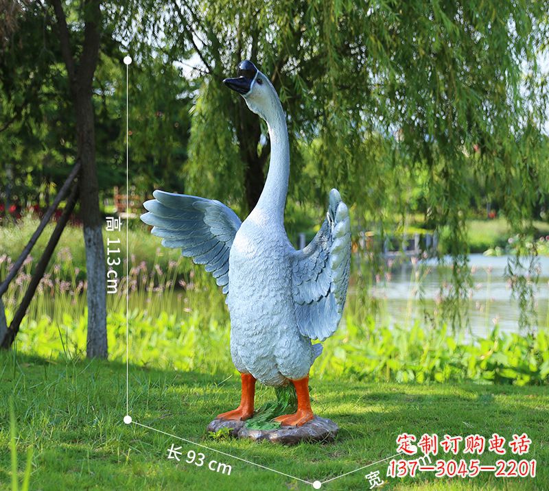 贵州站立的灰色展翅天鹅