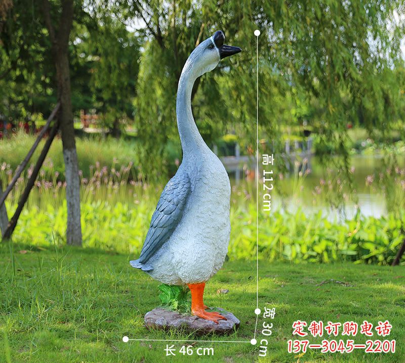 贵州站立立脖灰色天鹅